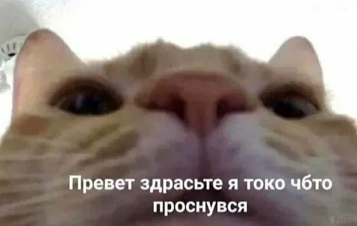 Sticker @floralfury's pack 1 - 4