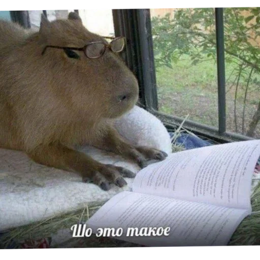 Стикер a3e62a7c_a47e_4be4_8c5f_cbcbfa3a889f_by_sticat_bot - 1