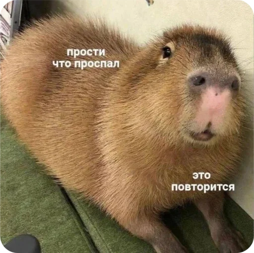 Стикер a3e62a7c_a47e_4be4_8c5f_cbcbfa3a889f_by_sticat_bot - 1