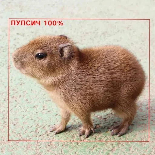 Стикер a3e62a7c_a47e_4be4_8c5f_cbcbfa3a889f_by_sticat_bot - 1