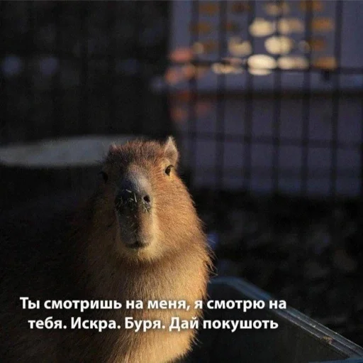 Стикер a3e62a7c_a47e_4be4_8c5f_cbcbfa3a889f_by_sticat_bot - 1