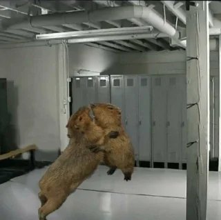 Sticker Капибары - 5