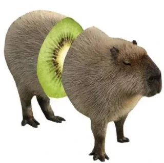 Sticker Капибары - 4