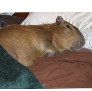 Sticker Капибары - 10