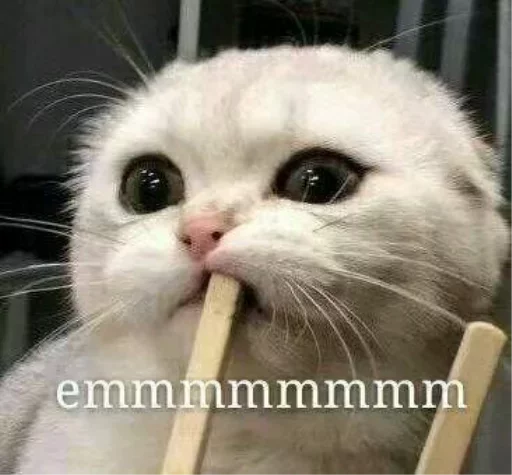 СМС кошка кошки малого и среднего размера