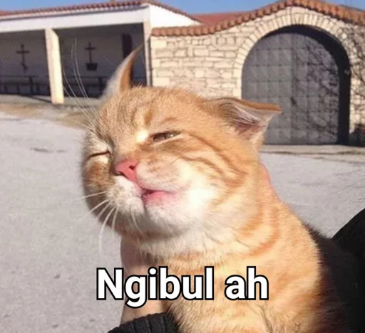 животное млекопитающее кошка