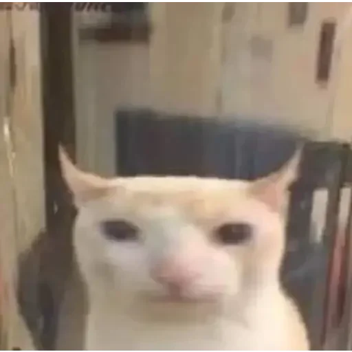 @isra_sus Steal Pack - 