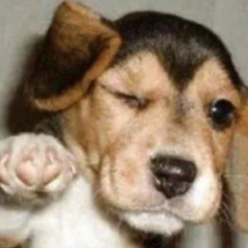 Sticker jonas Steal Pack - 11