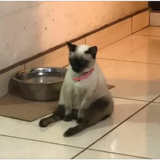 Sticker jonas Steal Pack - 10