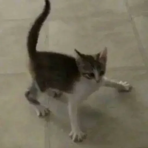 Sticker jonas Steal Pack - 9