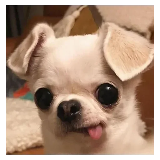 Sticker jonas Steal Pack - 6