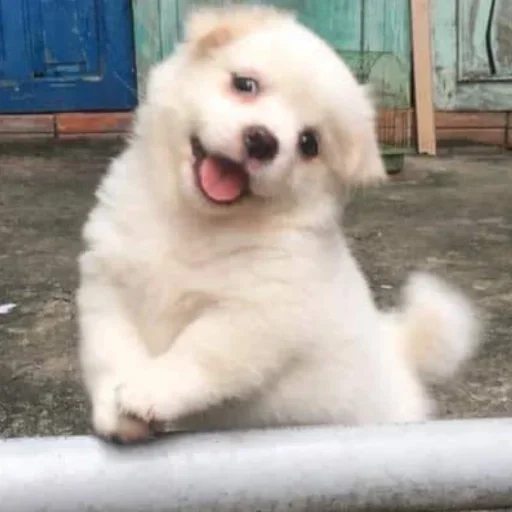 Sticker jonas Steal Pack - 5