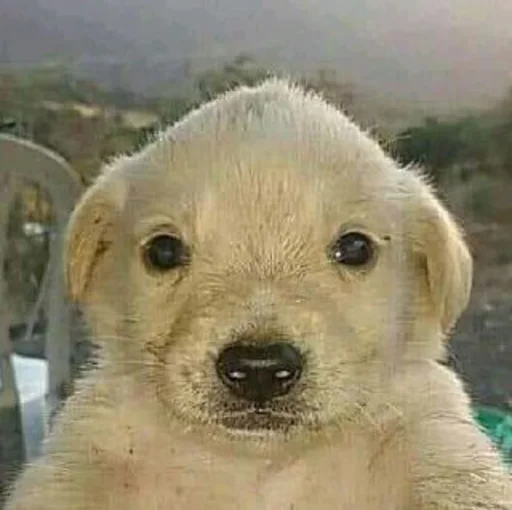 Sticker jonas Steal Pack - 4