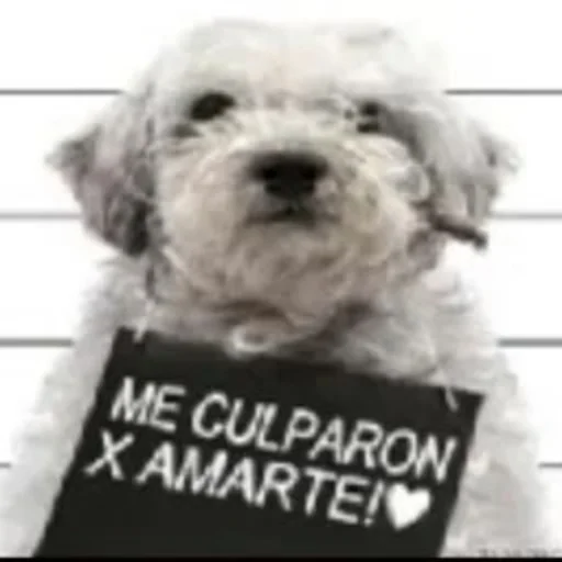 Sticker jonas Steal Pack - 2