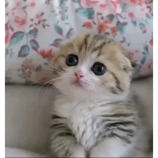 Sticker jonas Steal Pack - 1