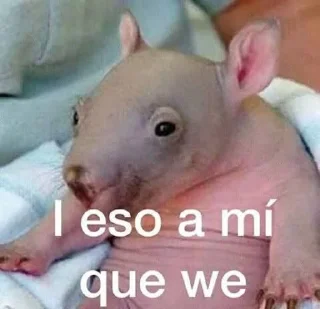 Стикер 𝑺𝒑𝒂𝒄𝒆𝑪𝒂𝒕 Steal Pack - 3