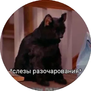 Стикер @catshowman's kang pack Vol.2 - 1