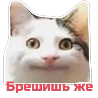 Стикер Echovsky pack - 2