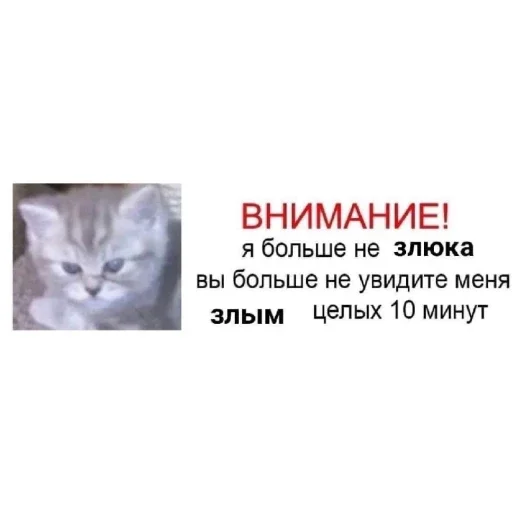 СМС визитная карточка кошка