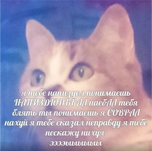 животное кошка млекопитающее