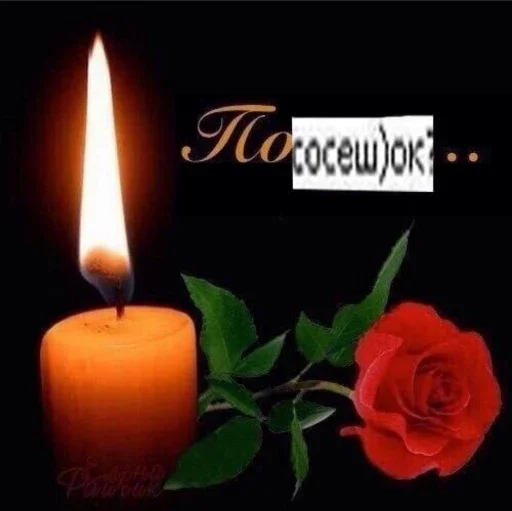 воск роза натюрмортная фотография