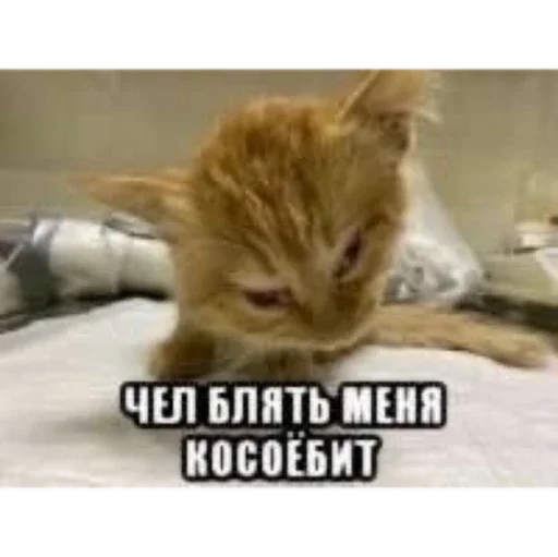 СМС животное млекопитающее