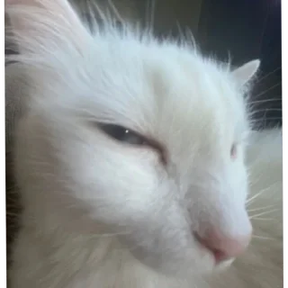 Sticker хуйхуйпизда - 4