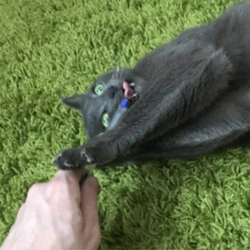 Sticker A fucking cat - 10