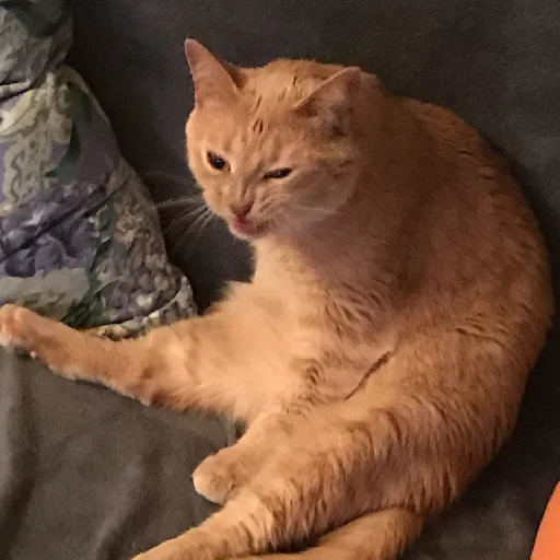 Sticker A fucking cat - 8