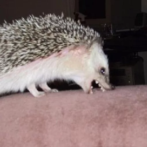 Sticker A fucking cat - 5