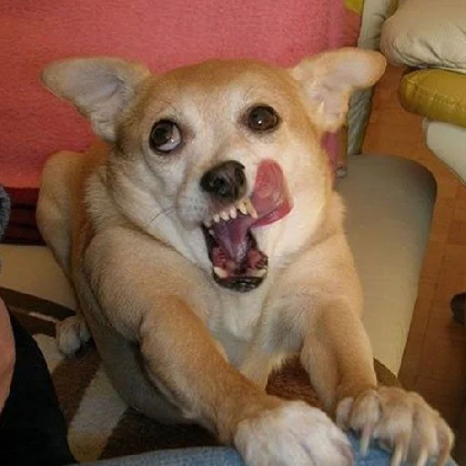 Sticker A fucking cat - 4