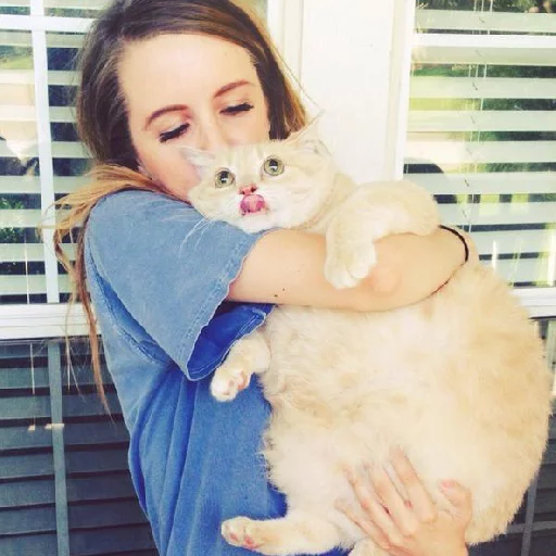 Sticker A fucking cat - 2