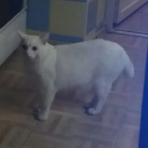 Sticker A fucking cat - 0