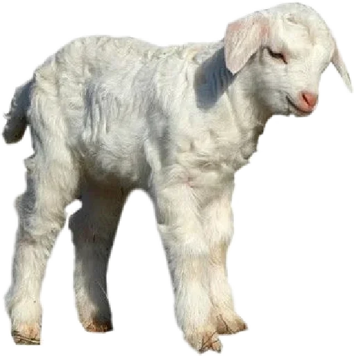 Sticker aXBOjKFOEfBRYjvZUk_by_stickers_stealer_bot - 1