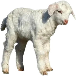 Стикер Создано в @sozdsti_bot - 5