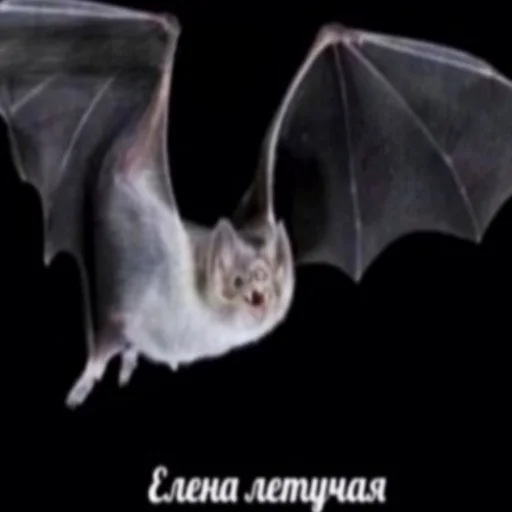 млекопитающее животное .bat