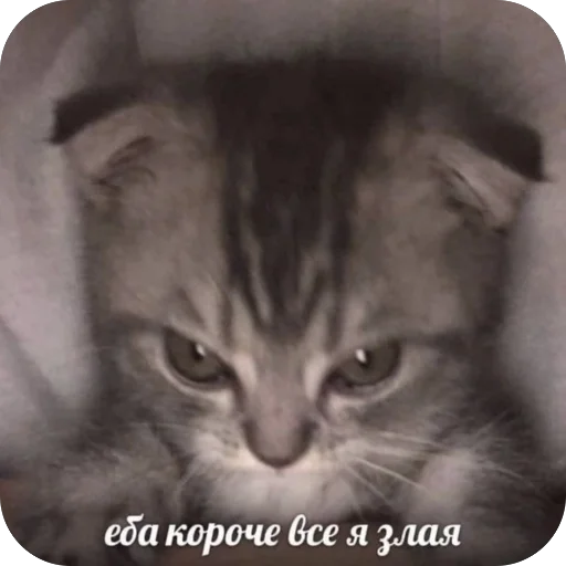 Стикер a_k_kira - 1