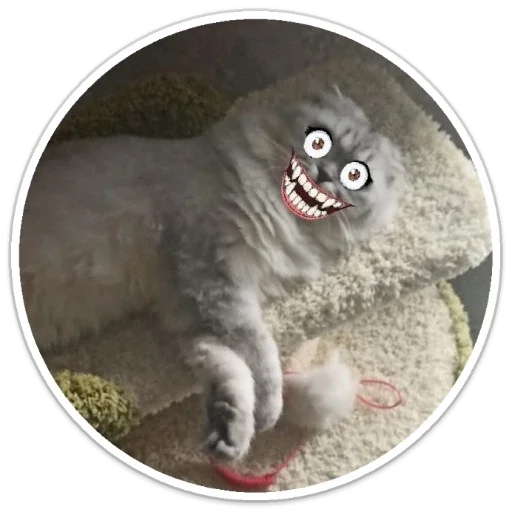 кошачьи кошки малого и среднего размера животное