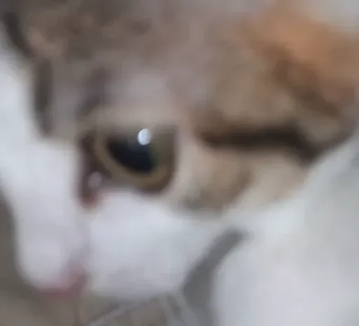 кошка животное млекопитающее