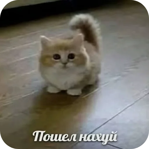 Стикер aaaaass2 - 1