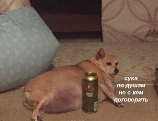 бутылка домашнее животное порода собак