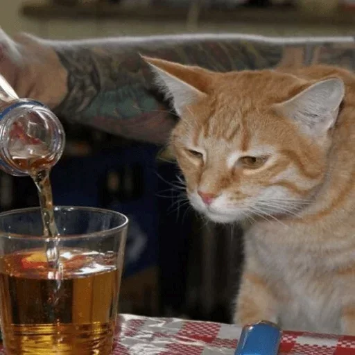 animal cat barware