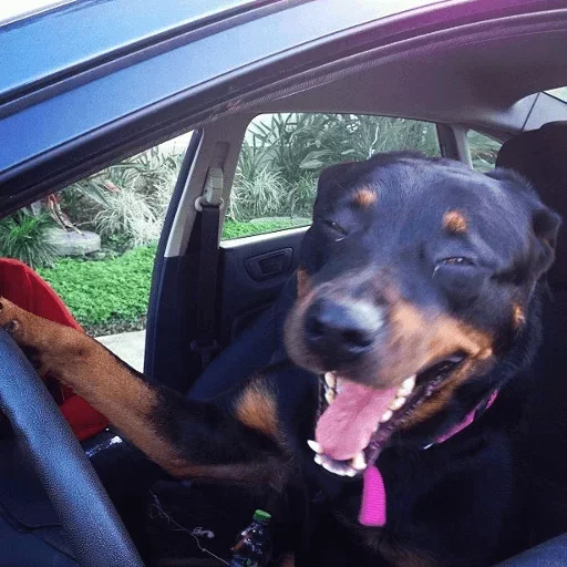 animal dog dog breed