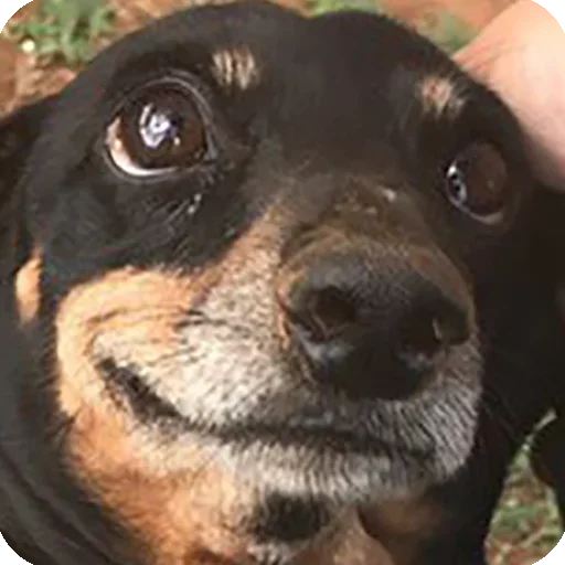 animal mammal dog breed