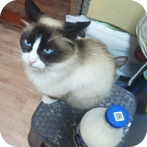 тничсх кор - 