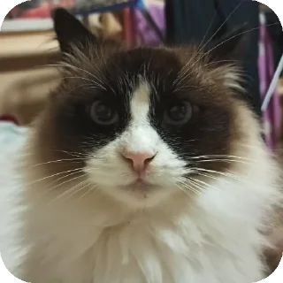 Стикер тничсх кор - 7