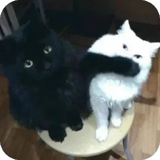 Стикер тничсх кор - 11