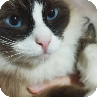 Стикер тничсх кор - 8