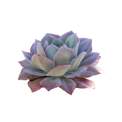 Sticker aaestheticss - 1