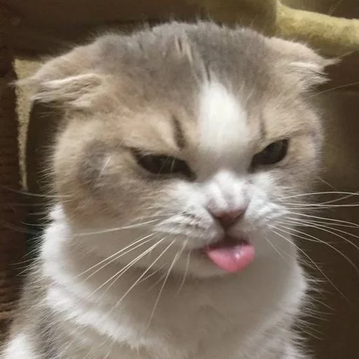 Sticker aanimolz - 1